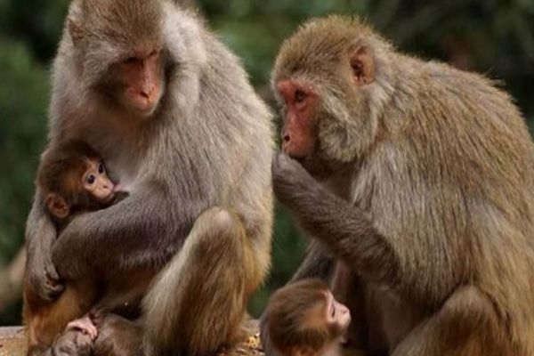 文文趣说|在七月,生肖猴的贵人即将出现,运势随之高涨