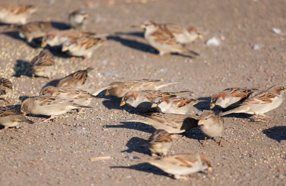 村头老卫 随处可见的麻雀是进口货？谈谈这些年，农民和鸟类的爱恨情仇