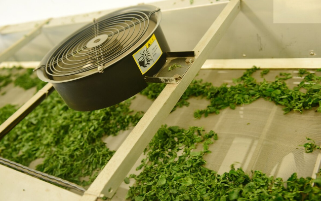 绞股蓝|建议老人:如果不差钱,尽量多喝这种茶,降糖、降压,助睡眠!