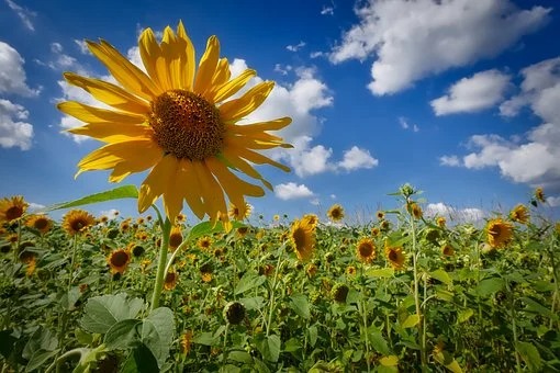 爱搞笑的小欧美|五天后，旧爱来袭，相思绵长，情真意切，迎接新欢，旧爱温存