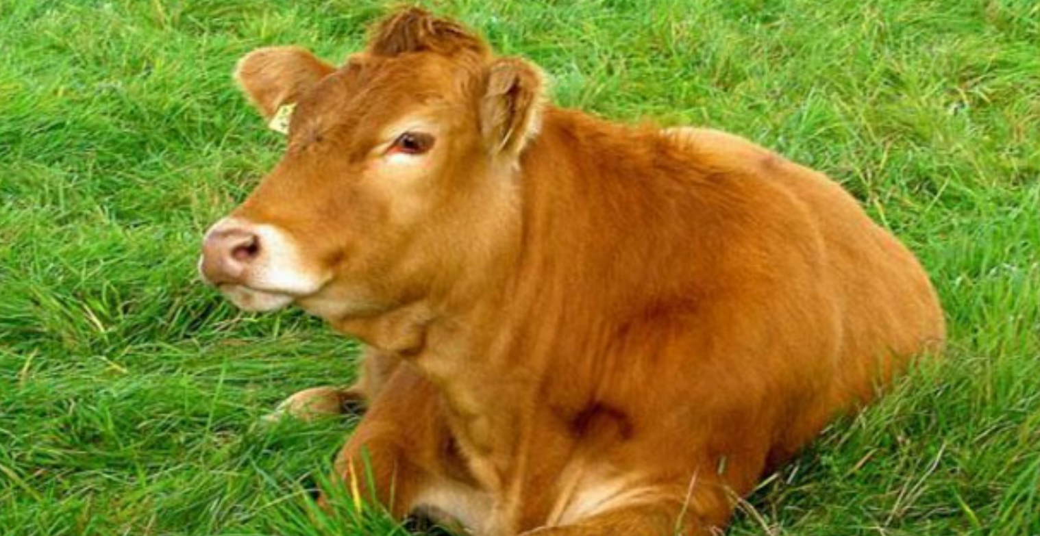 呈贡|属牛人未来一周得到财神眷顾，职场遇贵人，财源滚滚来