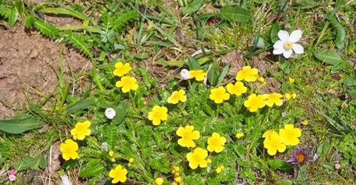 医院 乡下长得像鸡腿的植物，农民叫它翻白草，大多用来喂猪，价值珍贵