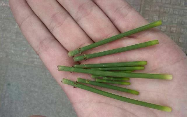 谁是真凶 乡下水边一种似竹子的野草,农村娃小时候当玩具,还可以当磨砂纸