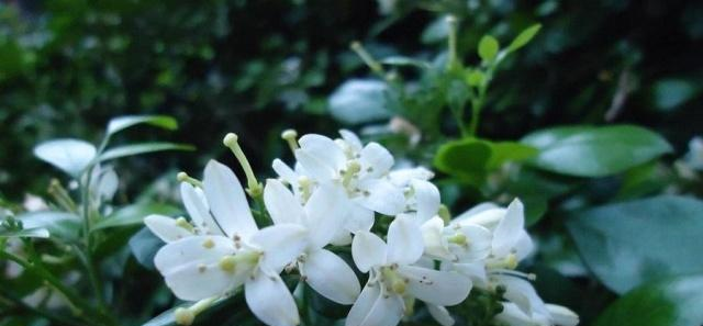 农村一野植，花朵带有香味，还能用来提取化妆品所用精油，价值高