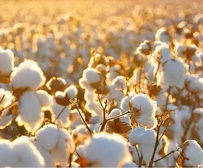 新疆维吾尔自治区|耐克门店恢复冷清,国货界出现“硬骨头”,降价一半只为叫板耐克