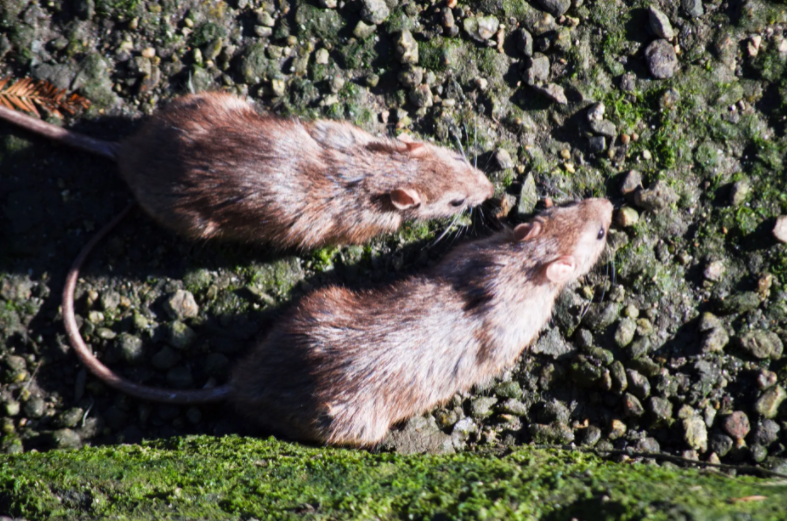 通过老鼠研究人类为什么会有同情心