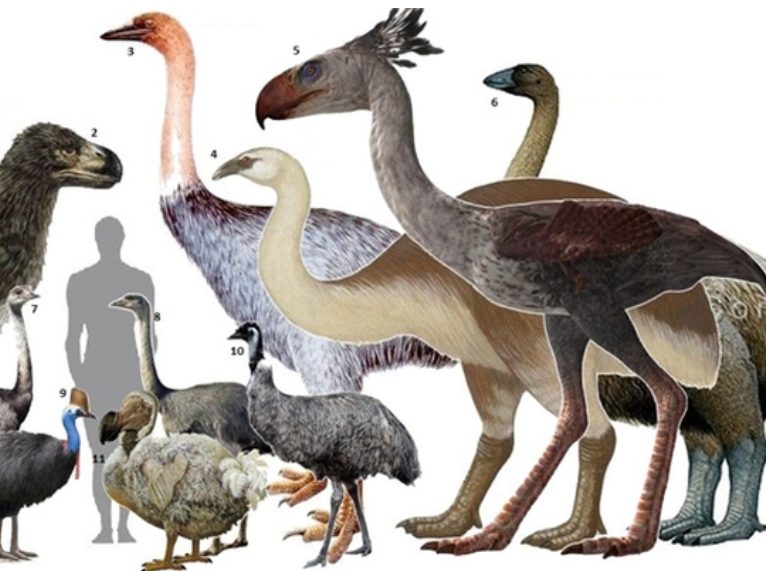 恐龙 八大称霸同类巨型史前动物