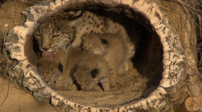  堪称“杀狼机器”的猞猁，狼见到都要绕道走？它的战斗力有多强？