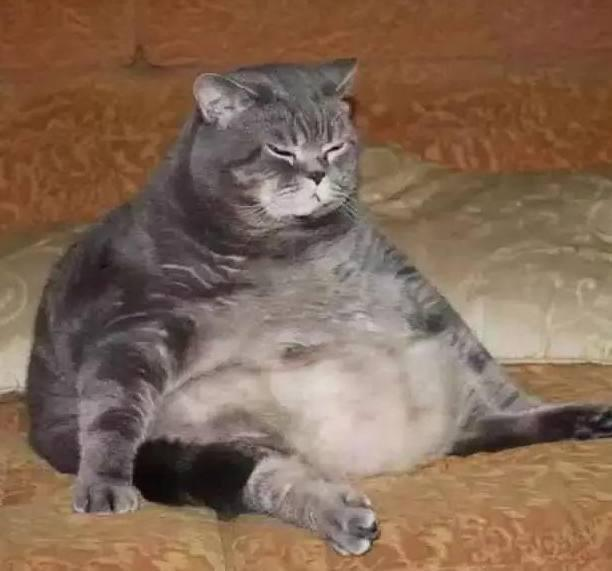美容 猫咪过于肥胖会有哪些危害？如何帮助猫咪减肥？