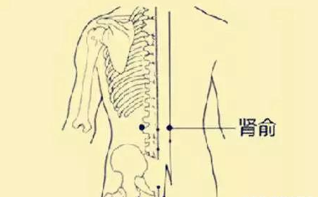 中草药|“阳气”不够,让男人烦恼?中医用四种“补阳”草药来解忧,让你血气方刚