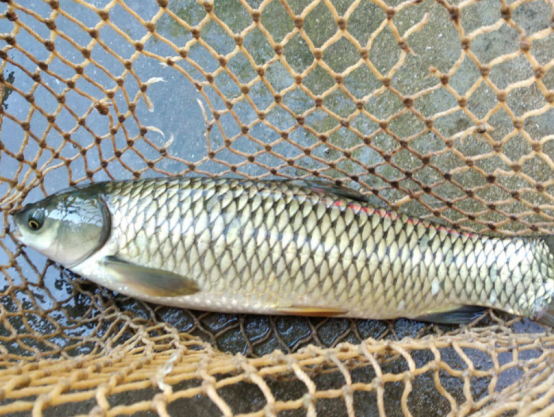 小然说奇闻|养鱼的过程中，如何让草鱼长得更快？有必要注意这些方法