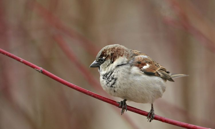 麻雀会飞,会跳,为什么不会走?