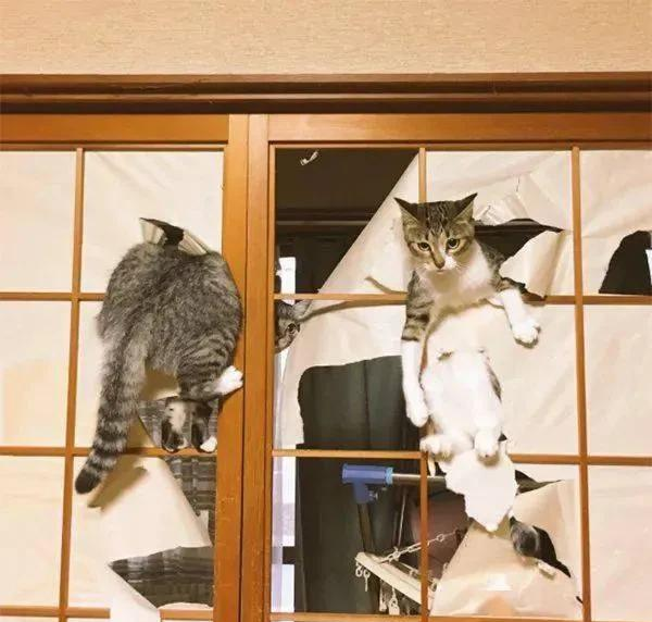 威微说|家里人都出去了，猫咪要怎么办？