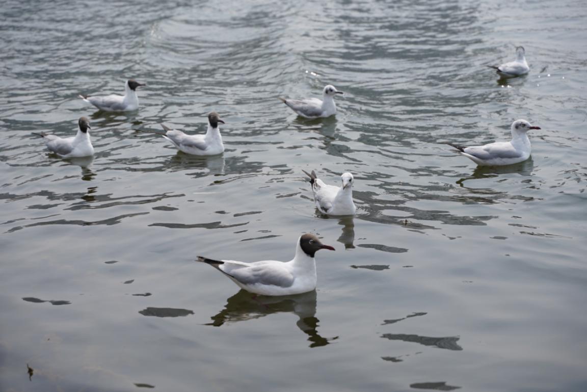 大理 大理这座大桥太火了，连《司藤》都来取景。都怪它长得太欧式！