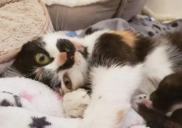 威微说|你和猫之间发生过什么印象深刻的事情?