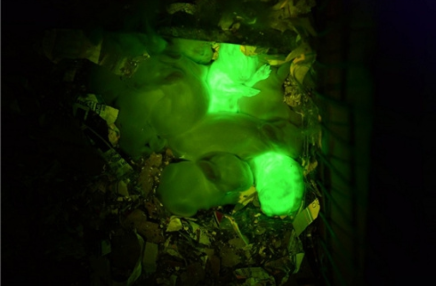 微生物 10 种转基因动物，有的还能发光，真是奇妙