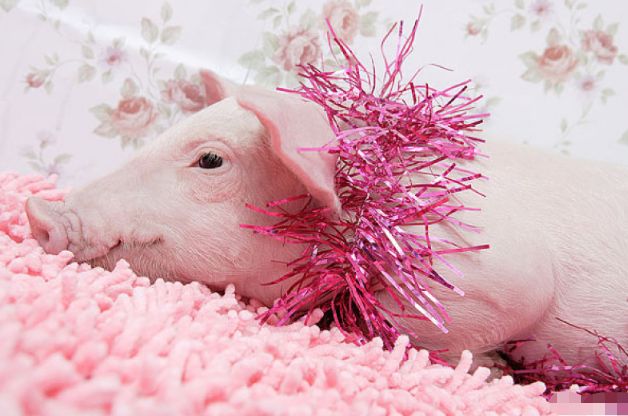 微笑都是一天|属猪人:七月的契机是你努力所得到的,注意以下几点