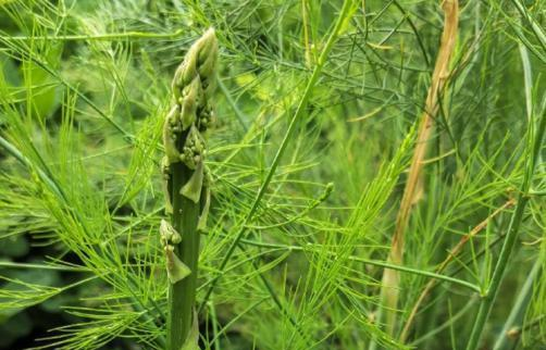 乡下一野菜堪称抗癌之王，降压、降脂，还促进减肥，价值珍贵