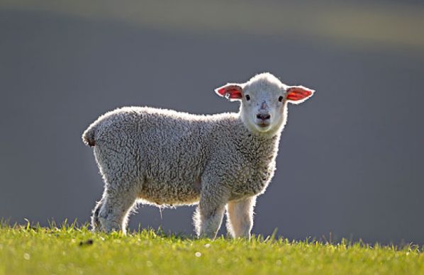 文文趣说|生肖羊：8月身体还需注意，运势有起伏