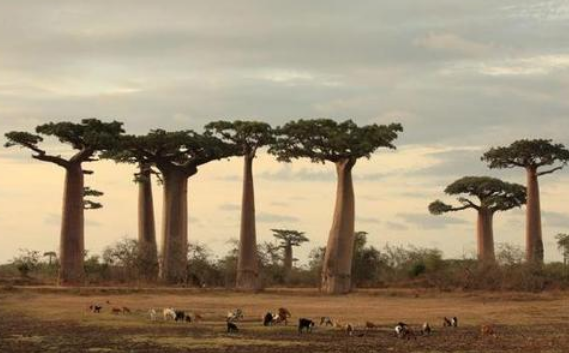 猴面包树 它在非洲“能吃能喝还能住人”，引进我国后，画风就变了