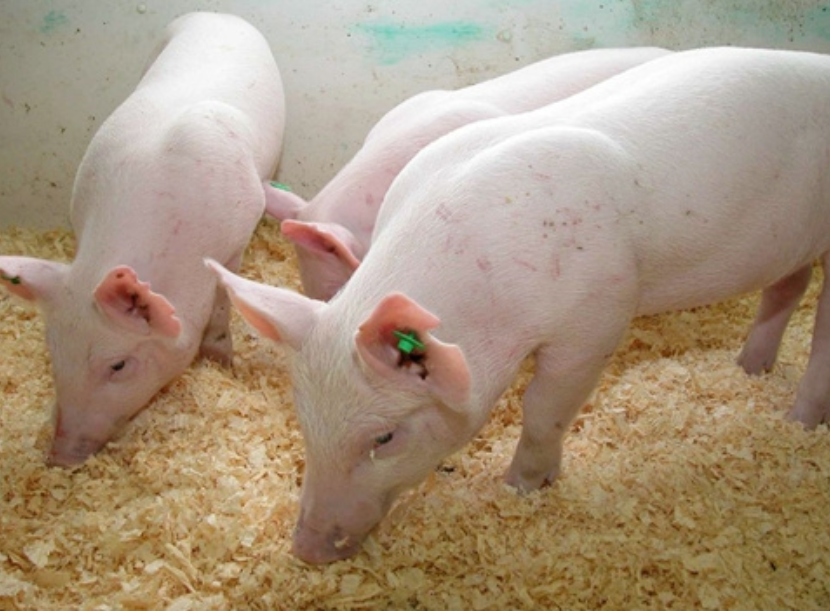 微生物 10 种转基因动物，有的还能发光，真是奇妙