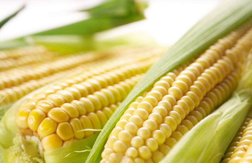 玉米|夏季用玉米钓不到鱼？这能怪鱼吗？素饵之王不会用真浪费！