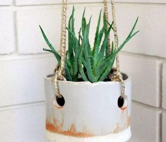 |卫生间里味大受不了？养上这几盆，异味消失