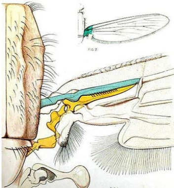 火山 蚊子的爱情