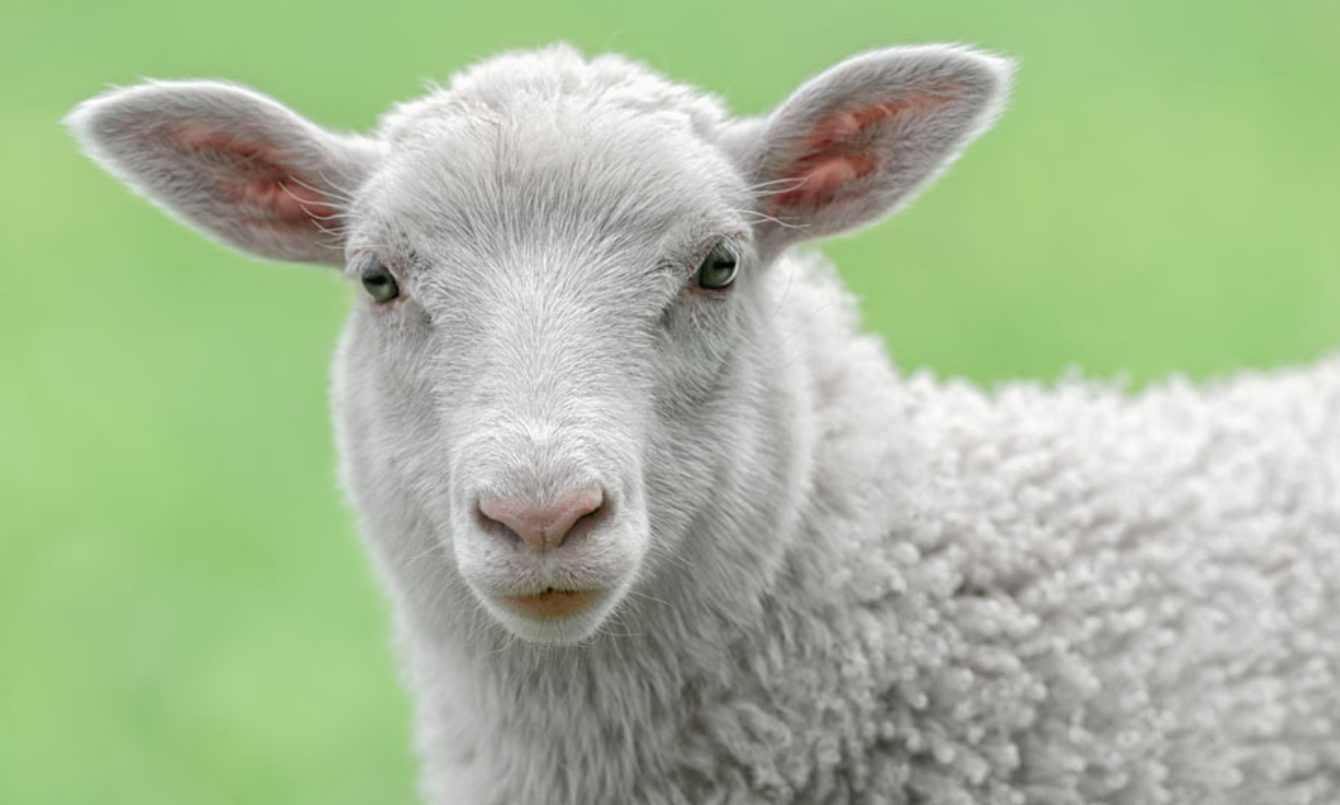 招聘|属羊人吃苦耐劳，在牛年下半年事业节节高升，职场一帆风顺