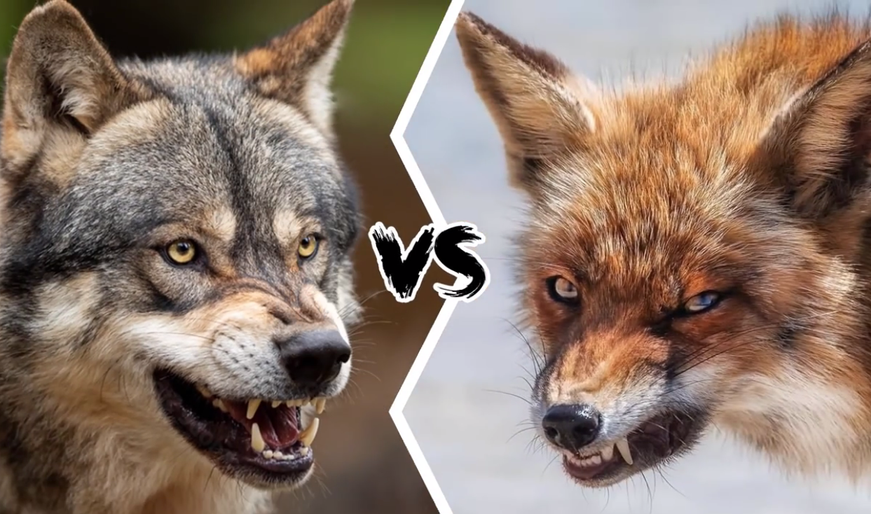 老谋深算的郊狼和狡猾的赤狐相遇，会发生什么？谁会赢得这场战斗