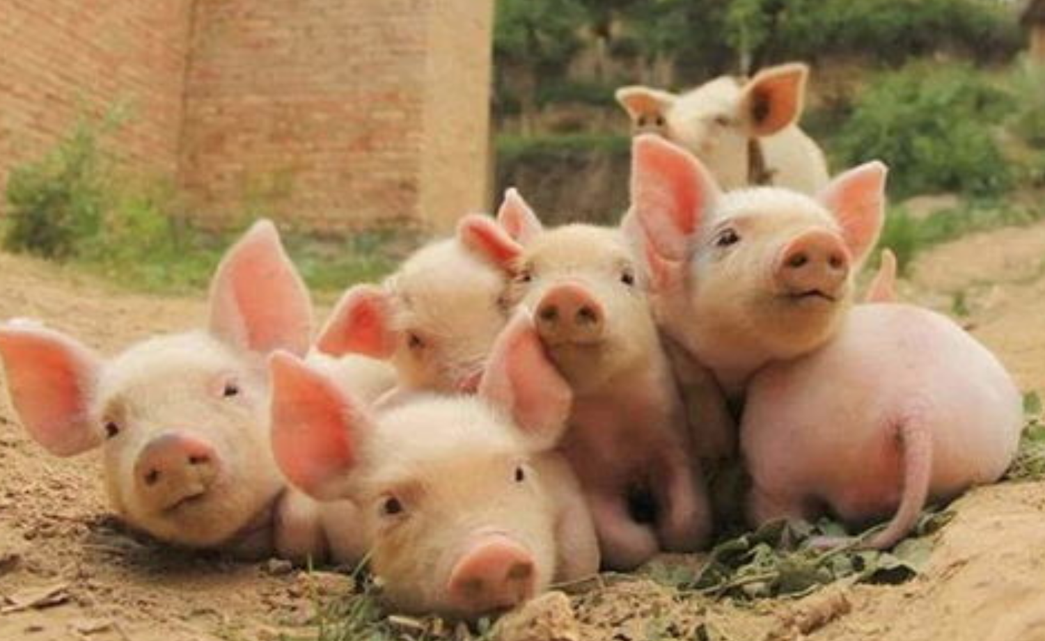 景逸 不管多爱，都不会在一段感情中迷失自我，生肖猪恋爱期间保持清醒