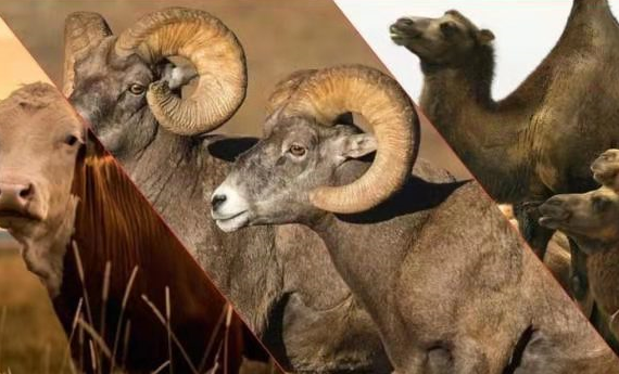 骨质疏松|骨质疏松碰到“天敌”了，不是牛奶和虾皮，你若爱吃，骨密度蹭蹭往上涨