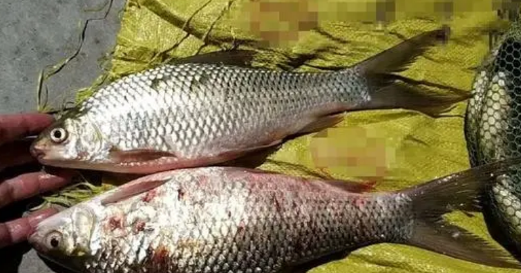 |长相像草鱼，常在山区深潭里，少见程度媲美军鱼