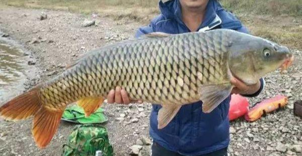 鲤鱼|怎样用玉米面钓鲤鱼?