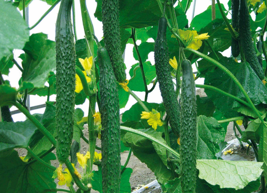 黄瓜|甲状腺的“保护伞”出现,并非黄瓜,若爱吃,结节或可不攻自破