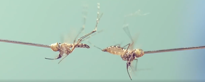 火山 蚊子的爱情