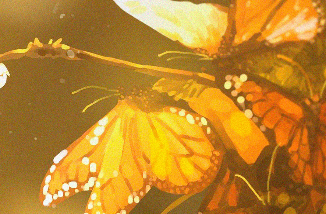 帝王蝶与黑头鹰