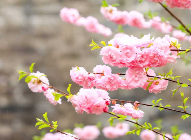 情感事业健康|三个子水桃花的八字