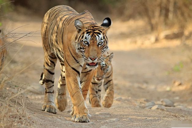 微笑都是一天|属虎人:经过上半年的沉淀,七月运势迎来好转