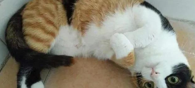 威微说|我们家猫咪快要生了,跟前跟后的一直望着我叫,给猫粮也不吃了,什么原因?