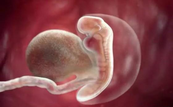 吴洪娜聊说育儿|孕早期胎停育都有哪些症状,可以避免吗?