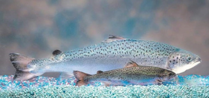 微生物 10 种转基因动物，有的还能发光，真是奇妙