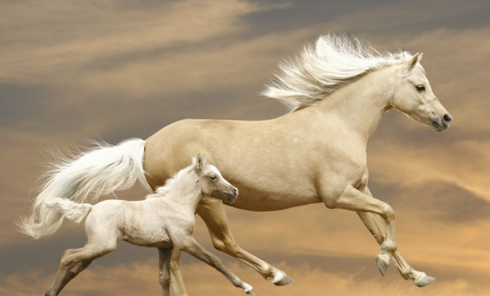 属马|未来一个月，属马人得到财神眷顾和关照，职场开挂事业飞黄腾达