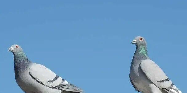 鸽子 鸽子天生的自动导航能力是如何实现千里之外便可精准定位回家的？