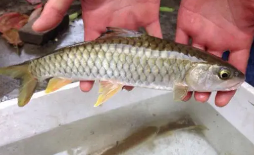 |长相像草鱼，常在山区深潭里，少见程度媲美军鱼