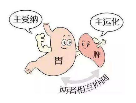長壽|日常常見的除濕健脾的食材有哪些？