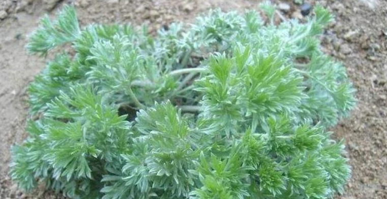 野菜|春夏之际是养肝的好时机，一种“护肝之王”的野菜，你有吃过没