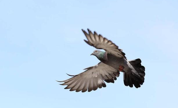 鸽子 鸽子天生的自动导航能力是如何实现千里之外便可精准定位回家的？