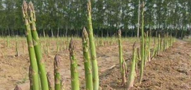 芦笋降脂减肥、提高免疫力，农民如何收获高产优质芦笋，只需四点