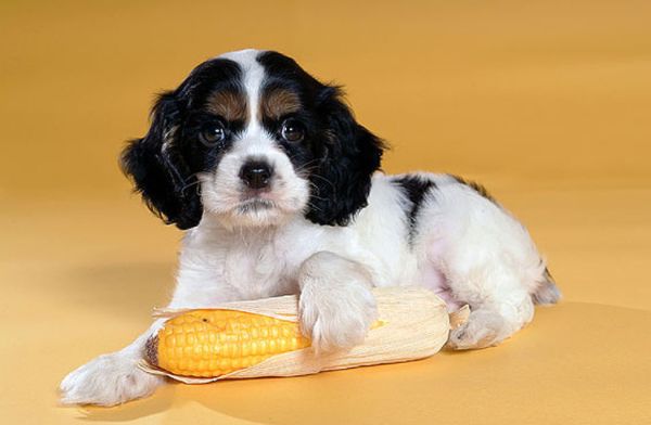 文文趣说|生肖狗：8月运势好转，注意身体方面